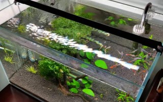 怎么才能讓魚(yú)缸里的死水變成活水，最好安裝一個(gè)過(guò)濾器