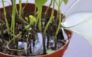 純牛奶兌水能澆花嗎，純牛奶兌水可以澆花