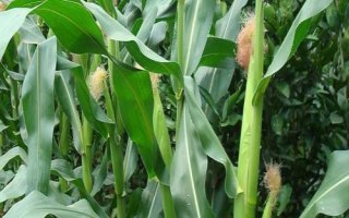 CD11玉米種子特征特性，中早熟品種