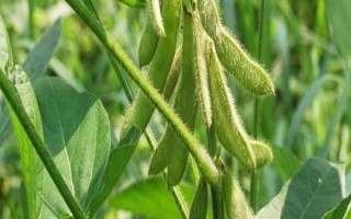 韓豆1號(hào)大豆品種簡(jiǎn)介，屬中熟品種