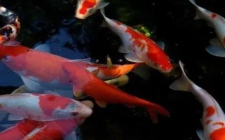 錦鯉不動(dòng)飄在水中的原因，可能已經(jīng)進(jìn)入睡眠狀態(tài)