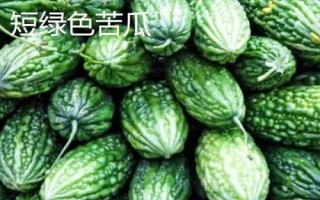 優(yōu)良的苦瓜品種，包括滑身苦瓜、長身苦瓜、夏豐苦瓜等種類