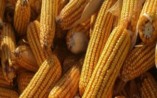 新玉105號(hào)玉米品種簡(jiǎn)介，畝密度6000株
