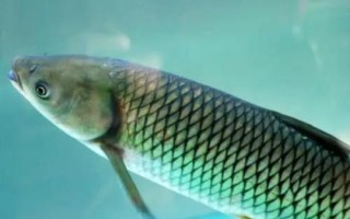 10號(hào)丸世鉤可以釣多重的魚(yú)，適合垂釣6-7斤的魚(yú)種
