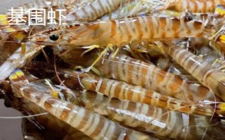 黑虎蝦和基圍蝦有什么區(qū)別，黑虎蝦的身上具有橫斑花紋