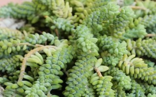 怎么養(yǎng)多肉玉墜，適宜生長溫度在20℃左右