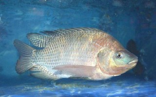 羅非魚的價格，因規(guī)格、地區(qū)等條件而異