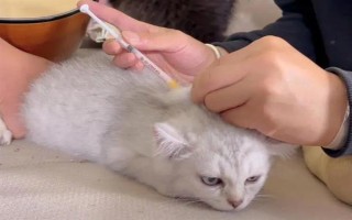 母貓排出紅色尿液的原因，發(fā)情、患有泌尿系統(tǒng)疾病等因素均會造成