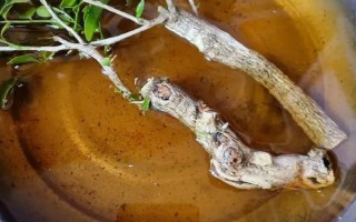 扦插九里香怎么快速生根，可從母株上剪取帶有芽點(diǎn)的枝條插入土壤中