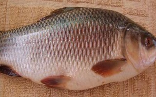 鯪魚簡(jiǎn)介，是常見(jiàn)的淡水魚類