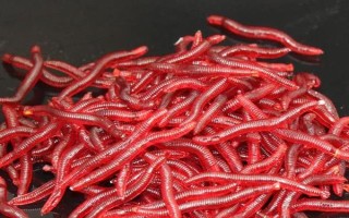 七彩珍珠魚(yú)好不好養(yǎng)，飼養(yǎng)難度不大
