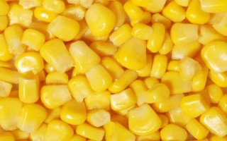 河里釣翹嘴魚(yú)用什么打窩最好，建議用嫩玉米粒、酒糟、豆粕等