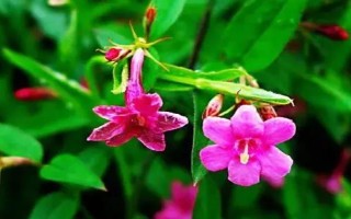 迎春花的品種，常見的有探春、云南黃素馨等