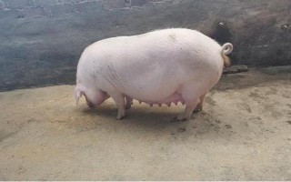 妊娠母豬不吃東西如何解決，飼喂健胃消食的藥物可治療不食癥