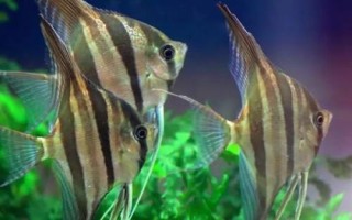 神仙魚(yú)吃孔雀魚(yú)嗎，神仙魚(yú)會(huì)吃掉體型小的孔雀魚(yú)