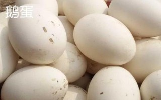蛋的品種，最常見(jiàn)的種類(lèi)是雞蛋