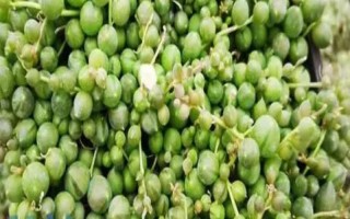 翡翠珠的養(yǎng)殖方式，每隔4-5天澆一次即可