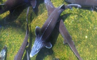 中華鱘的生活習(xí)性，是以動(dòng)物性食物為主的雜食性魚類