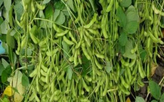 遼豆69大豆種簡介，防治各種大豆害蟲