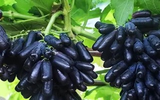 種植什么水果能致富，推薦以下六大新興水果種植項目