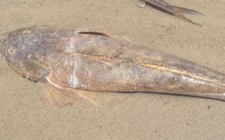鲬魚的價(jià)格，一斤需要3-6元左右