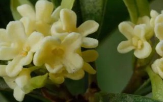 桂花有哪幾種顏色，有金黃色、黃白色、橙紅色和白色