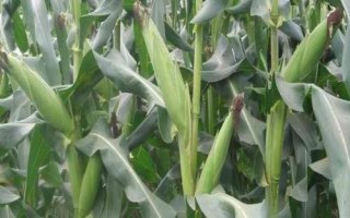 黃錦185玉米種子特點，適宜播種期4月下旬至5月上旬