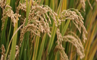 樂優(yōu)5號水稻種子簡介，綜合防治病蟲害