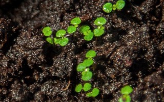 大巖桐小苗的施肥方法，發(fā)芽后每隔十天追肥一次