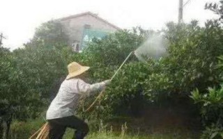 果樹藥害如何救治，可及時灌水噴水或噴藥中和等