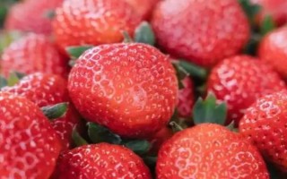 12月的草莓能不能吃，12月才開(kāi)始成熟可以吃