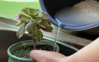 淘米水可以用來澆盆栽嗎，可以但需要發(fā)酵后再使用