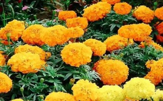 萬壽菊的形態(tài)特征，株高在150厘米左右