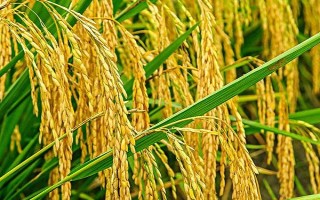 巡兩優(yōu)705水稻品種簡介，感溫秈型兩系雜交水稻品種