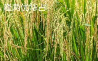 什么是再生稻，是指種一茬收獲兩次的水稻
