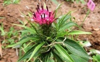 白術(shù)種子的種植方法，播種時(shí)間為3月下旬至4月上旬