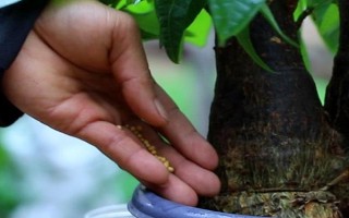 怎么養(yǎng)殖辮子發(fā)財樹，春秋季節(jié)每隔3天澆一次水