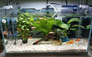 觀賞魚魚鱗變黑的治療方法，先給它們換水