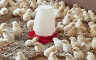 養(yǎng)殖戶對于飼料成本與飼養(yǎng)成本的誤區(qū)，飼料成本越低越好是一種錯誤的想法