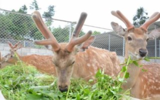 公鹿生茸期的飼養(yǎng)管理辦法，根據(jù)生長周期合理的配合好飼料