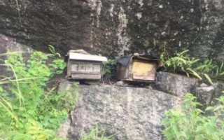 怎樣吸引偵查蜂，自然分蜂期和遷飛高發(fā)期適合誘蜂
