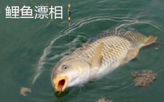 釣魚怎么看漂提竿，每個(gè)魚種漂相不一樣
