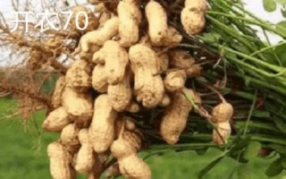 南陽市去殼花生的價格，各縣區(qū)的售價會上下浮動