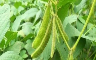 圣豆3號(hào)大豆種子特征特性，中等肥力地塊4萬(wàn)—5萬(wàn)株/畝