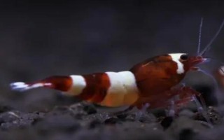 酒紅水晶蝦好不好養(yǎng)，養(yǎng)殖難度較大
