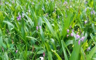 白芨的種類和種植方法，狹葉白芨以及紫花白芨