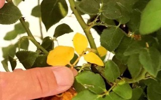玫瑰花醒花要多久，醒花要4小時左右