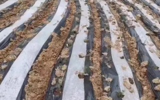 蒼術(shù)的栽培技術(shù)，用磷酸二胺做底肥為佳