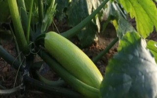 種植角瓜的時(shí)間和方法，一般以5月上旬、9月上旬為宜