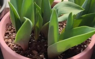 郁金香莖短花小的原因，可能是品種退化或受到遺傳基因的影響